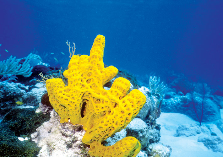 Scuba Diving in Mauritius