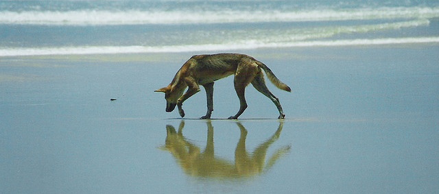 Beware of Dingoes on Fraser Island