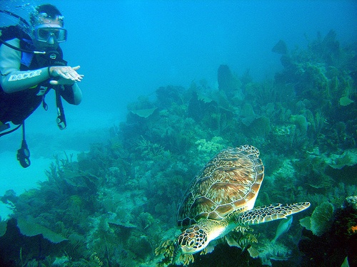 Diving in Florida